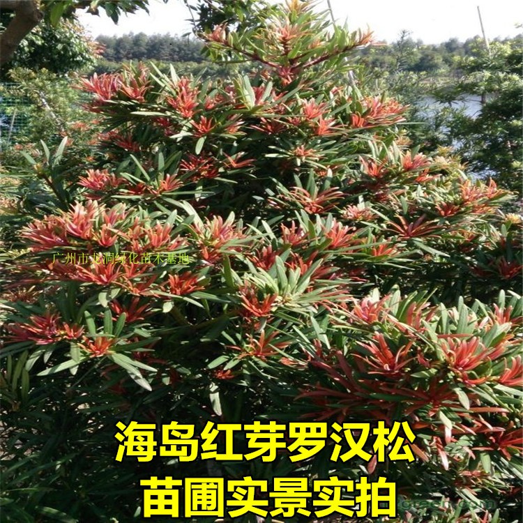 海岛罗汉松苗红芽罗汉松树苗香港红芯罗汉松树苗阳台盆栽树苗