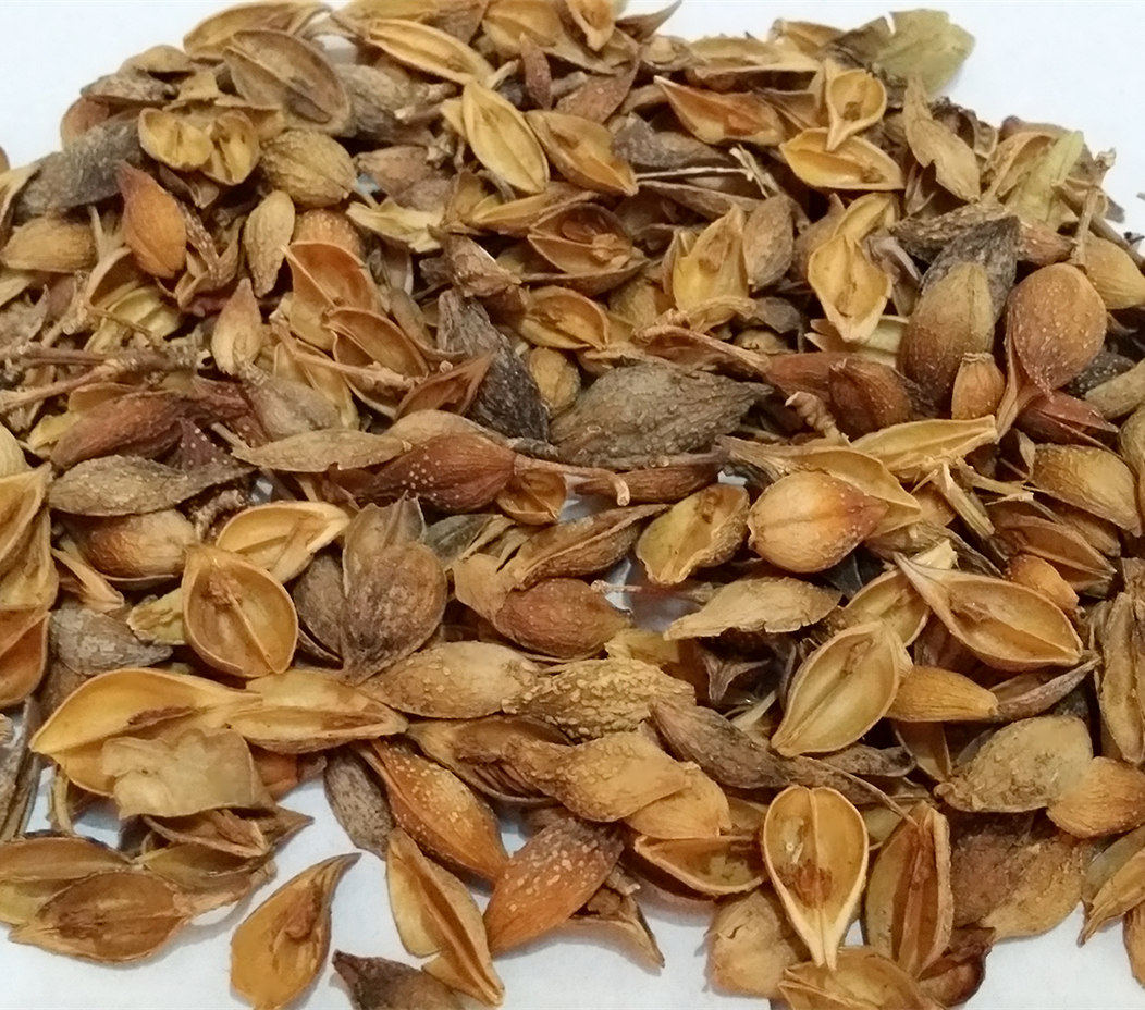 中药材正品连翘 连壳 去子连乔 青翘 落翘 250克