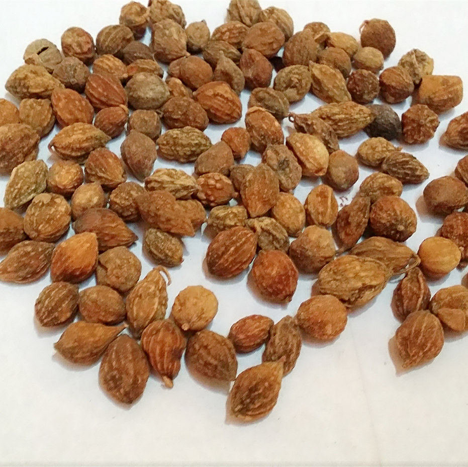 中药材益智 益智仁 益智子 摘艼子 500克