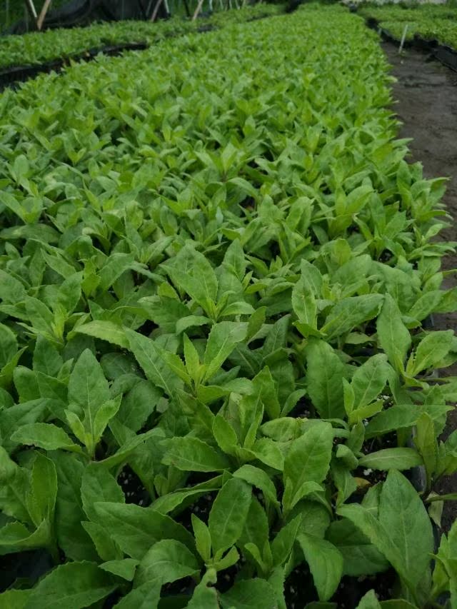 明月草盆栽种苗 健康植物种苗新鲜叶子基地直销 泰国仙草金鸡毛菜