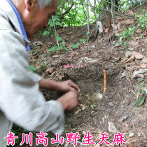 Qingchuan alpine wild small gastrodia elata dried 250g sulfur-free smoked black gastrodia elata is not Guizhou Yunnan red gastrodia elata