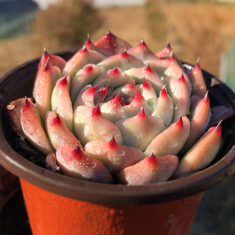 群生多肉植物老桩多头水蜜桃巨型超大悬崖桩缀化稀有清棚小贵货