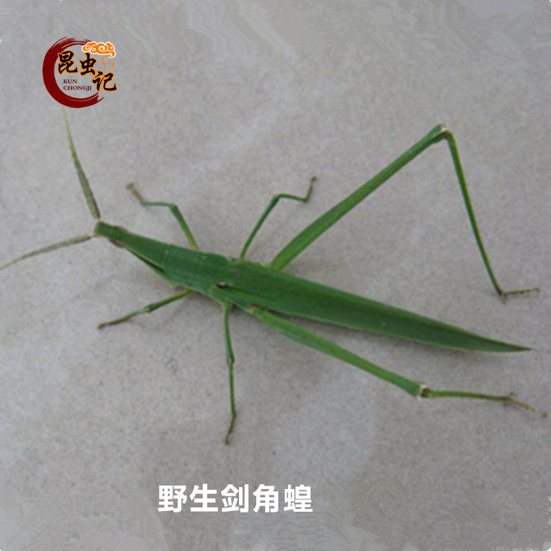 野生剑角蝗蚂蚱新鲜扁担钩蝗虫尖头蚱蜢野味梢马甲昆虫记250克