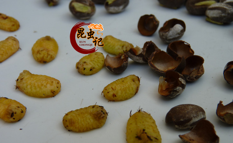 野生杨拉罐新鲜洋辣子蛋八甲刺子土狗子营养美食野味包邮波刺毛