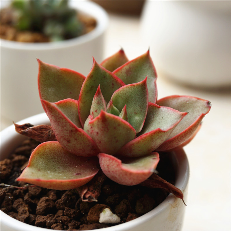 植意生活 精美多肉植物 进口精品防辐射 大河之舞 5cm 根系好_7折现价