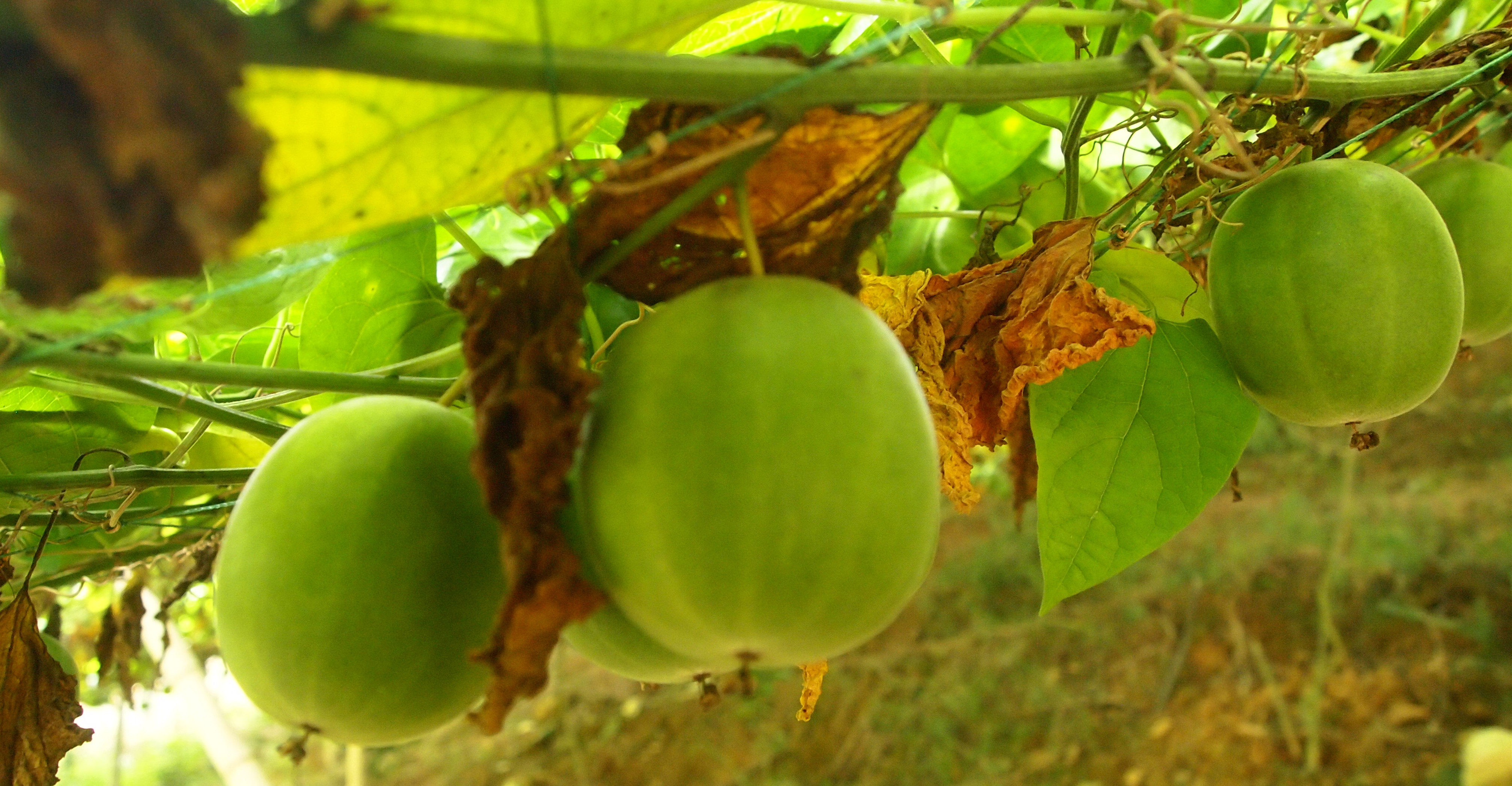 罗汉果包邮广西桂林特产野生果干果茶散装 120个正宗永福传统农家