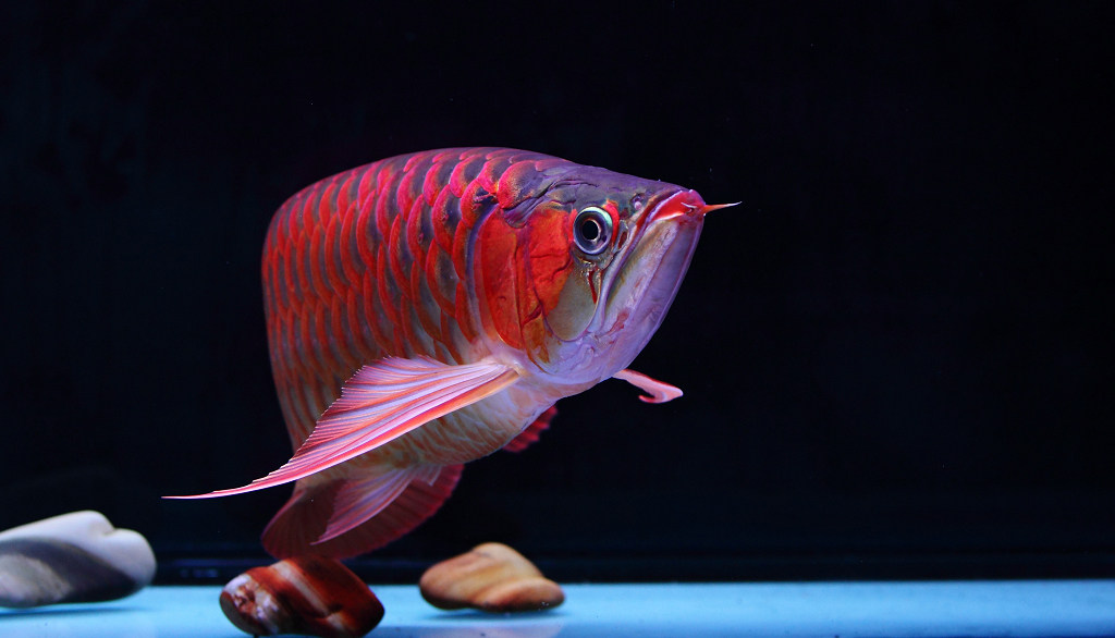 热带观赏鱼印尼红龙鱼超血辣椒活体鱼苗风水淡水北京纯血包邮