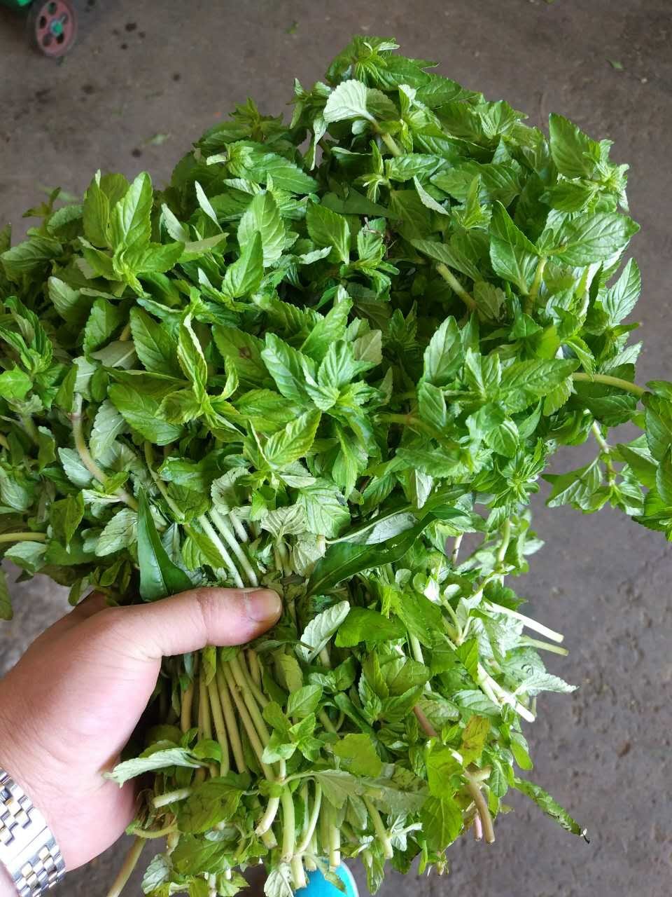 现售云南特产野菜傣族傣味调料新鲜蔬菜水香菜香薷酒店餐厅食材500g