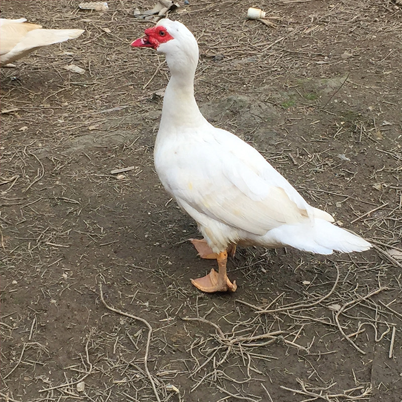 农家散养土鸭红脸土番鸭飞鸭麻鸭清水鸭雁鸭 新鲜宰杀土公鸭包邮