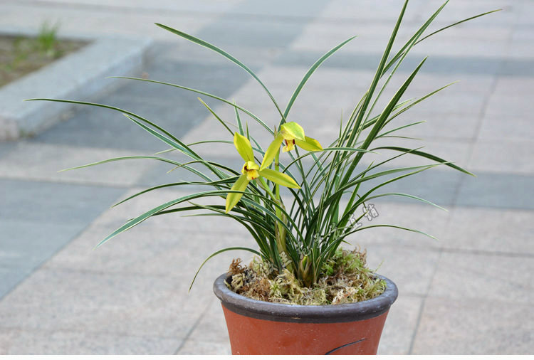 兰花苗春兰皎月金边线艺细叶兰花绿植室内花卉盆栽正品承诺包邮_7折现图片