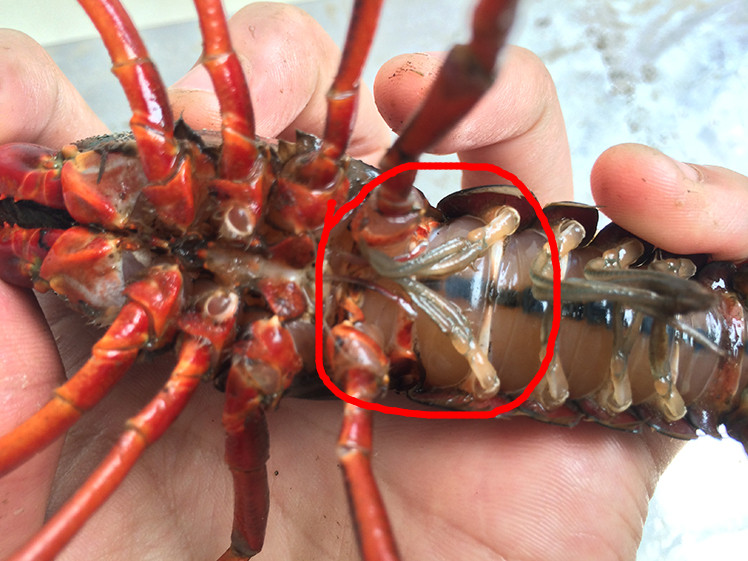 【盱眙小子龙虾】 十三香麻辣龙虾 1.2两纯母虾野生顺丰空运