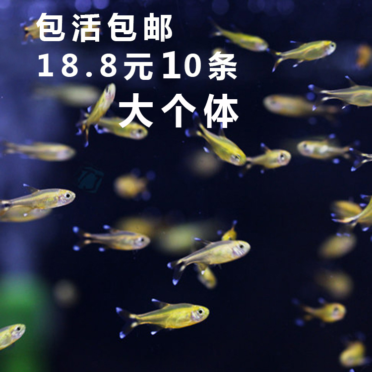 水族观赏鱼活体淡水灯科鱼满天星鱼草缸群游鱼热带小型鱼包活包邮