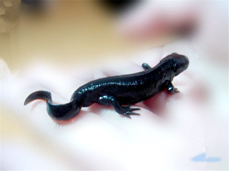 水族宠物火龙鱼活体淡水观赏冷水鱼水陆两栖草缸小鱼红肚特价包邮