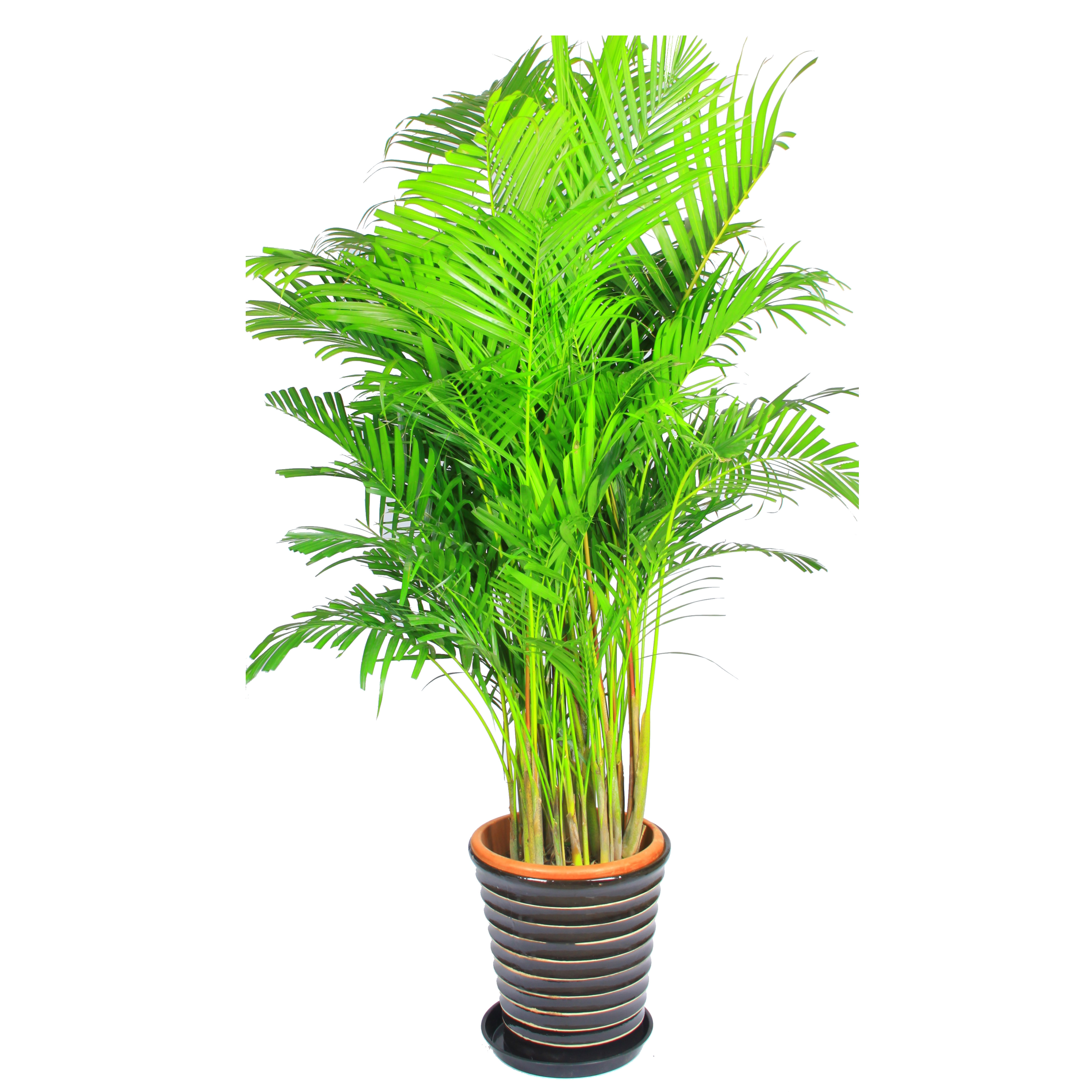    散尾葵加湿植物