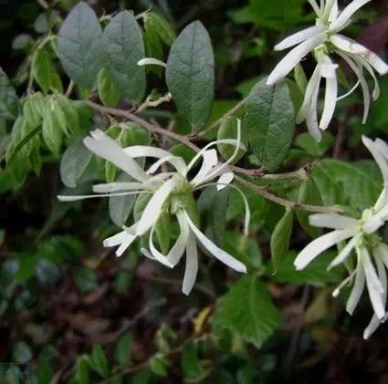 深山野生现采中药材继木 继树刺木花满山白鱼骨柴500克 2斤包邮