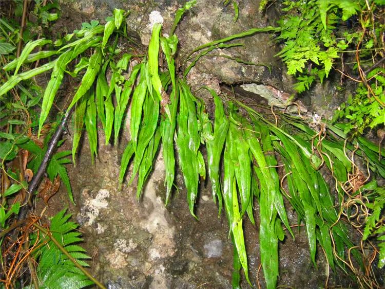 治疗结石草药植物图片图片