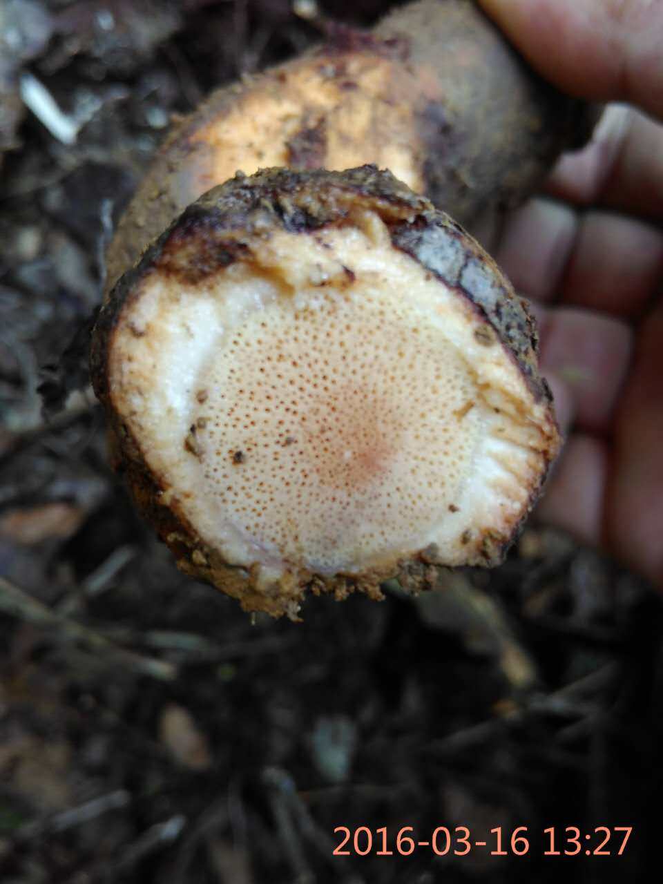 民间偏方野生新鲜中草药材雄杨桃根 猕猴桃根洋阳桃根藤梨根 500g