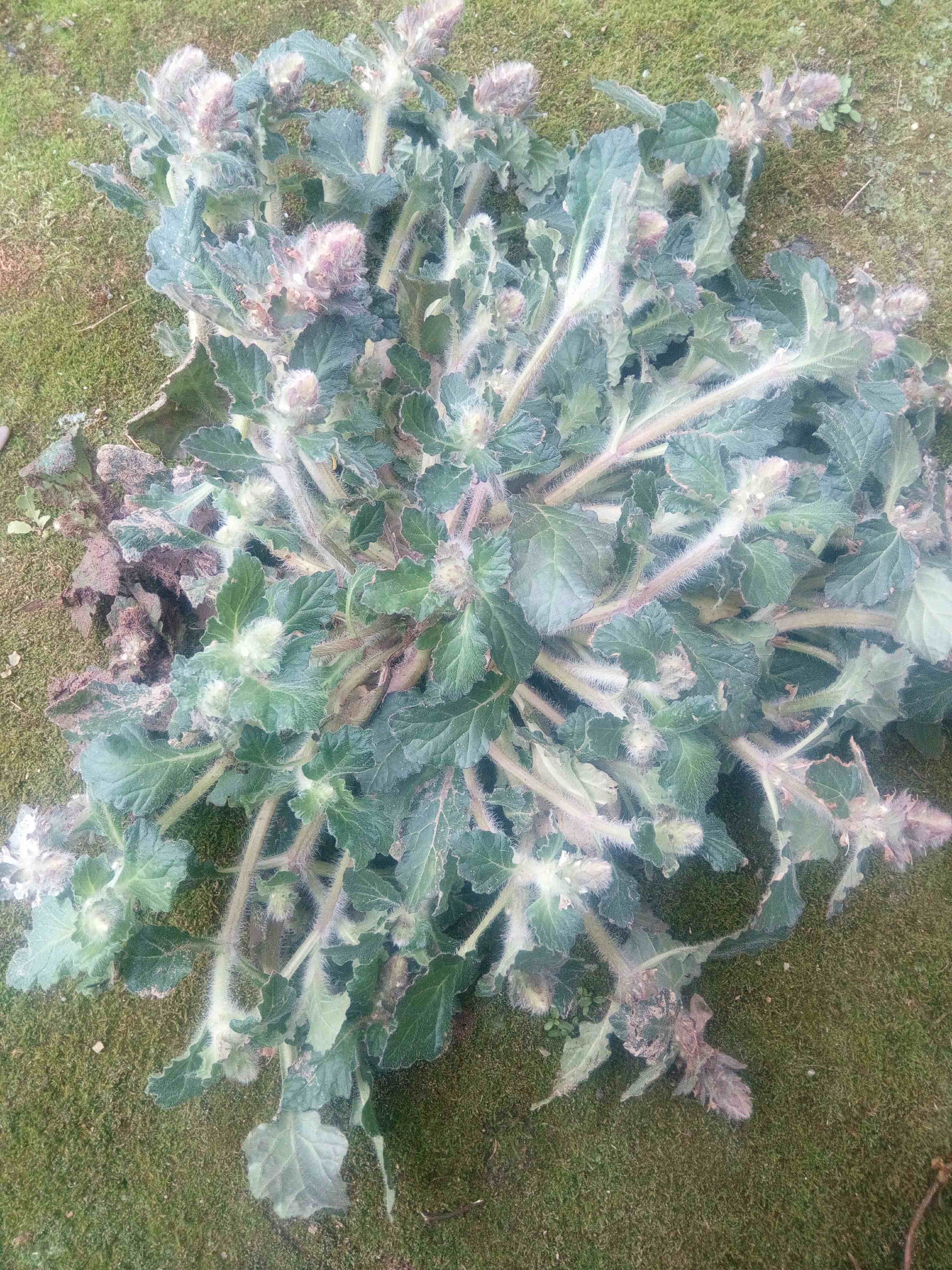 野生中药材白毛夏枯草新鲜散血草破血丹苦草白头翁筋骨草500g推荐