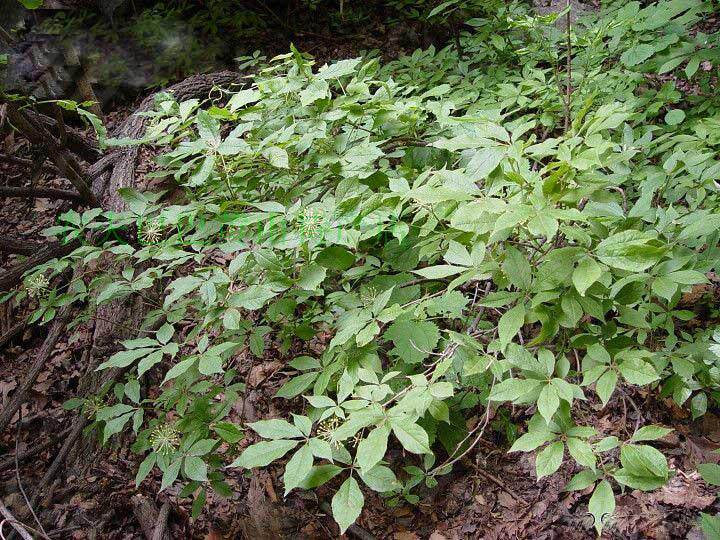 新鲜野生正品中药材乌蔹莓草五叶藤五爪龙母猪藤500克2份包邮