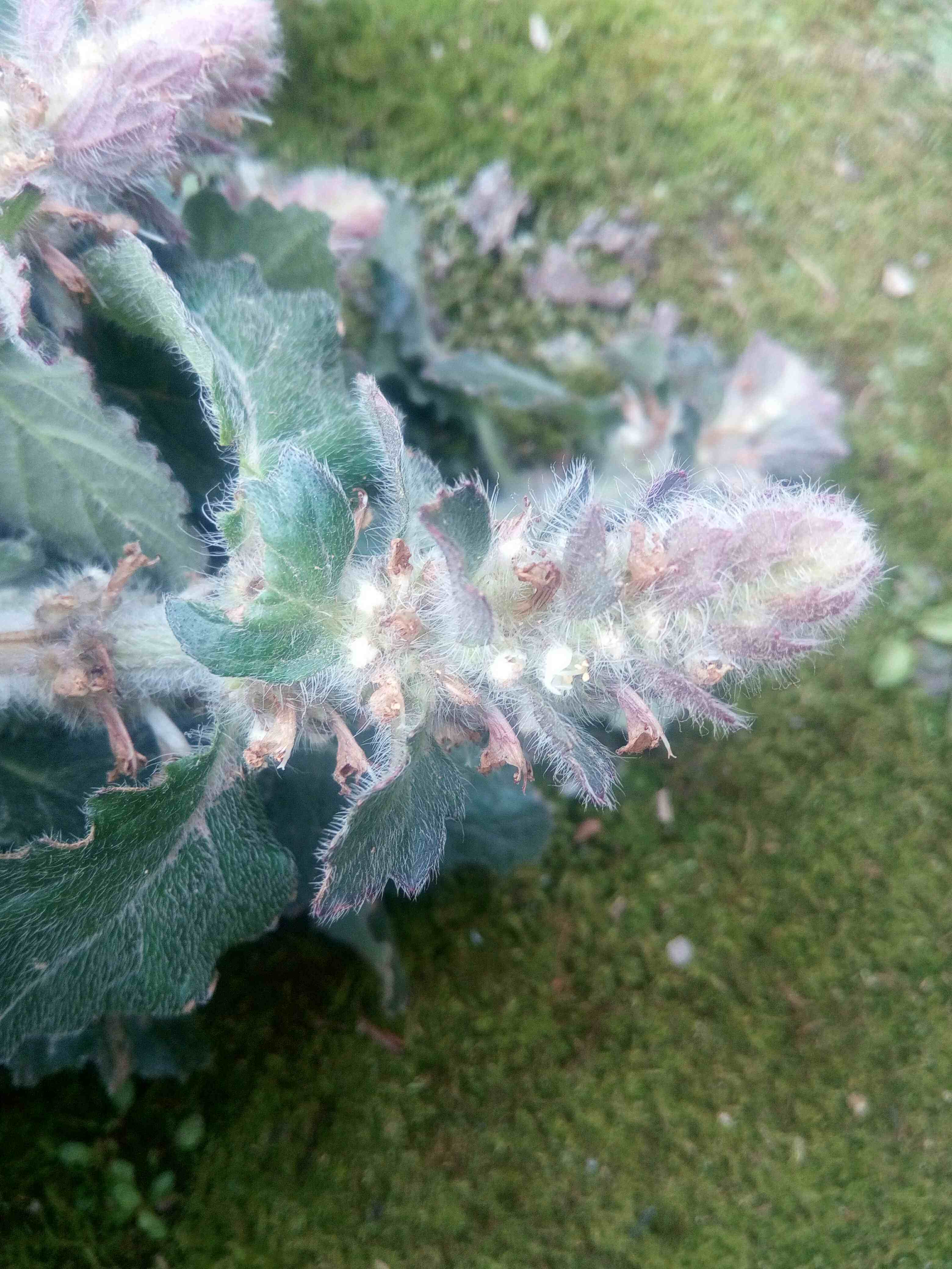 野生中药材白毛夏枯草新鲜散血草破血丹苦草白头翁筋骨草500g推荐