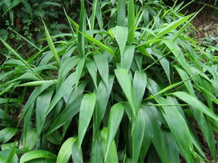 新鲜淡竹叶碎骨子山鸡米金鸡米野生中药材500g包邮