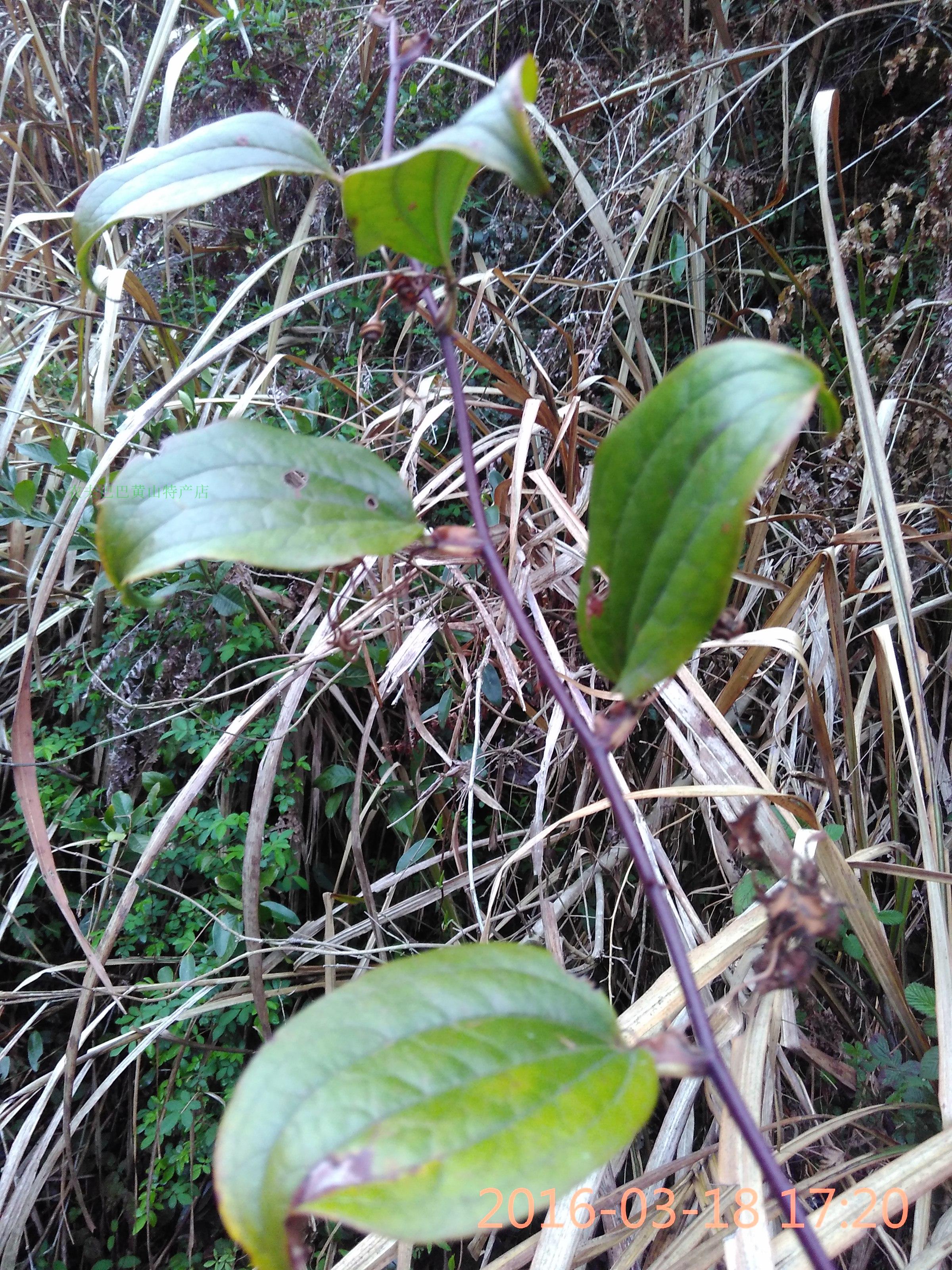 2017野生新鲜正品泡酒中药材拔葜金刚藤金刚刺500克特价5斤包邮