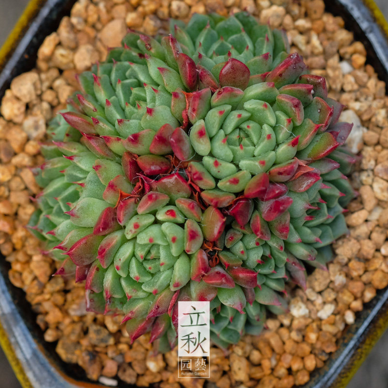 立秋园艺 进口多肉植物 肉肉植物 王妃美妮晃 群生老桩 一物一拍_不