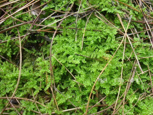 新鲜青苔活苔藓,苔藓球必备原料 大灰藓100平方厘米仅需4元钱