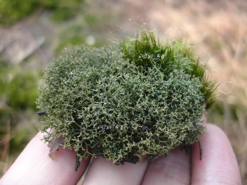新鲜苔藓地衣石蕊鹿蕊 驯鹿苔水陆缸景观造型(10cm*10cm)