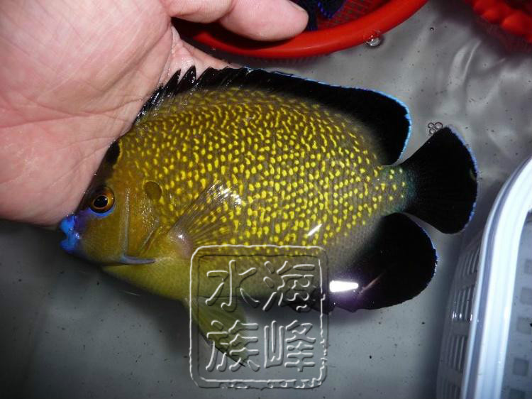 黄金火花3