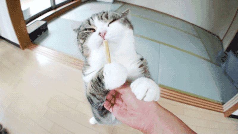 800_450gif 动态图 动图