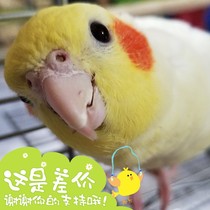 Freight parts After-sales etc Difference compensation cafe nature coffee nature Pet nature