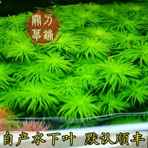Puta 1 green sun tap water breeding self-produced underwater leaves hydroponic grass aquatic landscape landscape grass positive