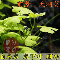 Tianhu Lake 1pcs Tianhui Quizhi (Guan Knife Grass Shop) Self-produced Underwater Leaf Water Grass Aquatic ADA Landscape
