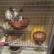 Natural Coconut Shell Dragon Cat Food Basin Pet Food Basin Hamster Nest Dutch Pig Rabbit Fixed Coconut Shell Food Basin Grass Rack