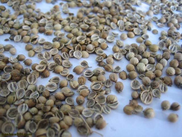 套餐/芫荽香菜 蔬菜种子 园艺阳台盆栽蔬菜水果花卉春秋四季进口