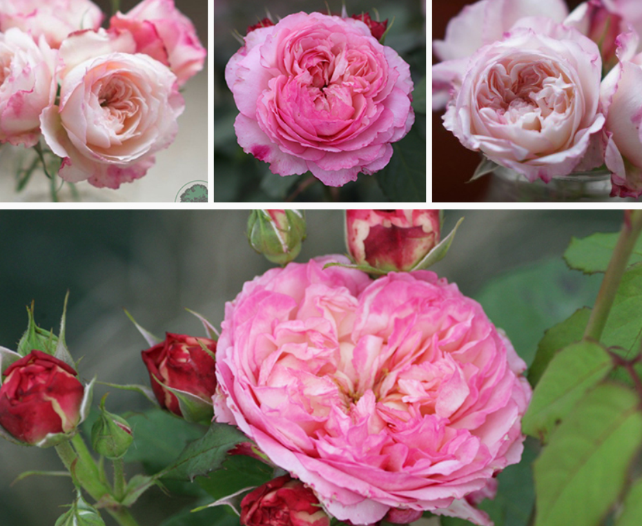 最适合五月种的7种花，开花美丽，花期长9
