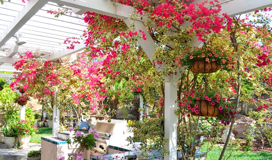 这几种爬藤花庭院种下变花海美如仙境