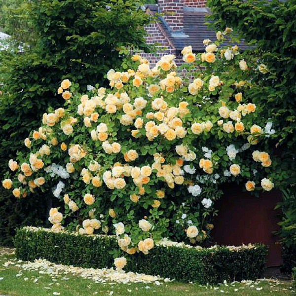 庭院养月季就养这些开花机器美成花海