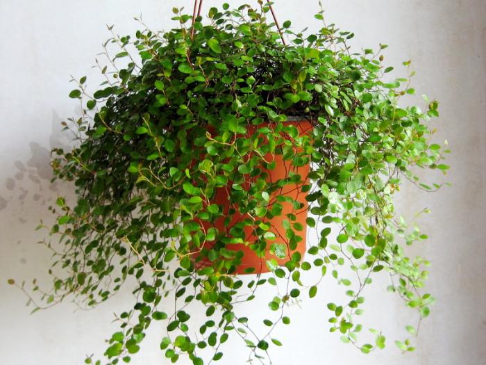 种些不一样的垂吊植物,风来叶飞羡煞旁人