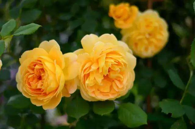 凑齐月季经典七大色系,打造七彩阳台!