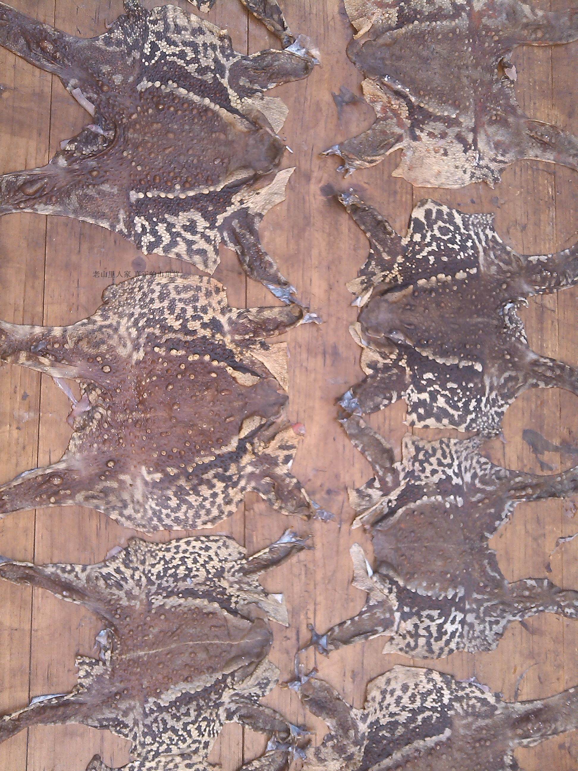 蟾蜍皮蟾皮癞蛤蟆皮干蟾皮粉蟾衣活蟾蜍衣蟾蜕蟾蜍