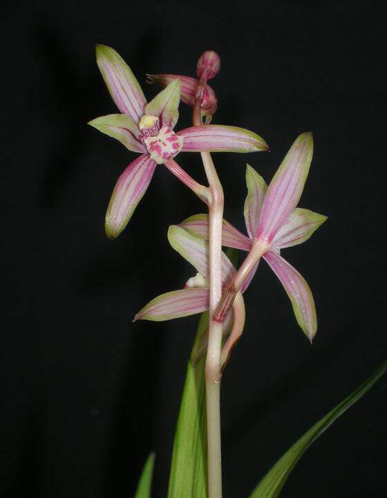 四季兰建兰 花艺双全 绿鸟嘴【6元/苗】wd-253686