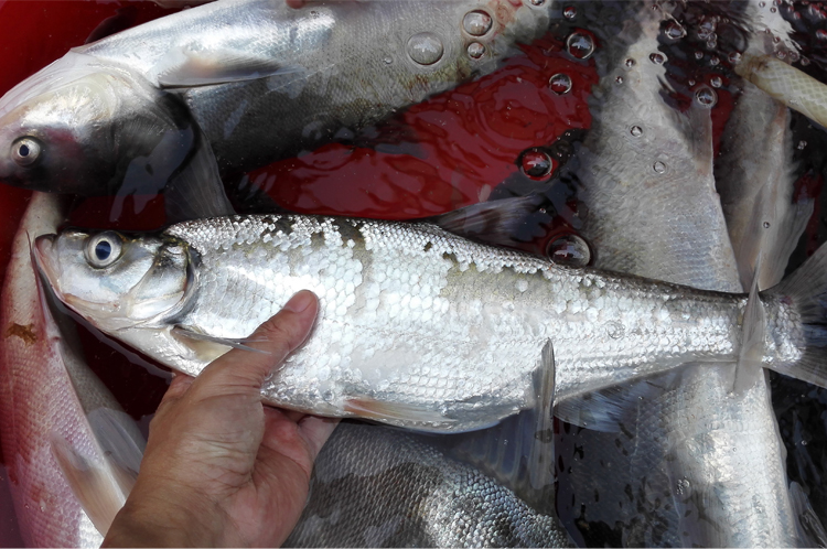 食尚农夫野生白条翘嘴鱼500克 绿色有机鲜鱼配送 广东满3斤包邮