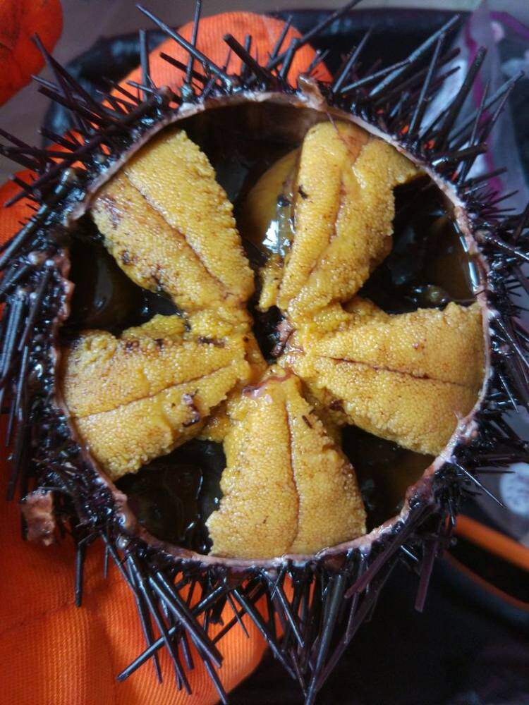 海胆的营养价值和食用方法