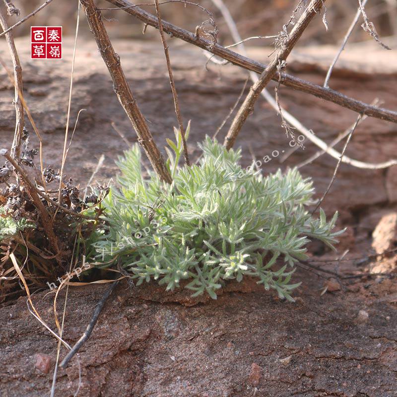 2017年新货野生茵陈草茵陈茶绵茵陈蒿新鲜白蒿绒蒿护肝茶250g包邮