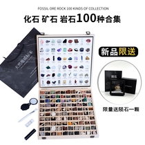 Natural Ancient Bio Fossil Ore Rock 100 Specimens Conset Gift Box Crystal Mineral Stone Kop Gift