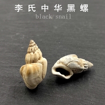 Natural Guangxi New Generation Belly Footed Stone Raw Stone Screws Fossil Li Zhonghua Black Spirop Teaching Specimens