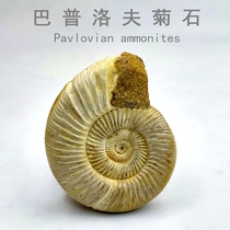 Natural Bapulov Chrysanthemum Stone Ancient Bio Fossil Chamomile Fossil Pendulum kop Childrens science teaching specimens