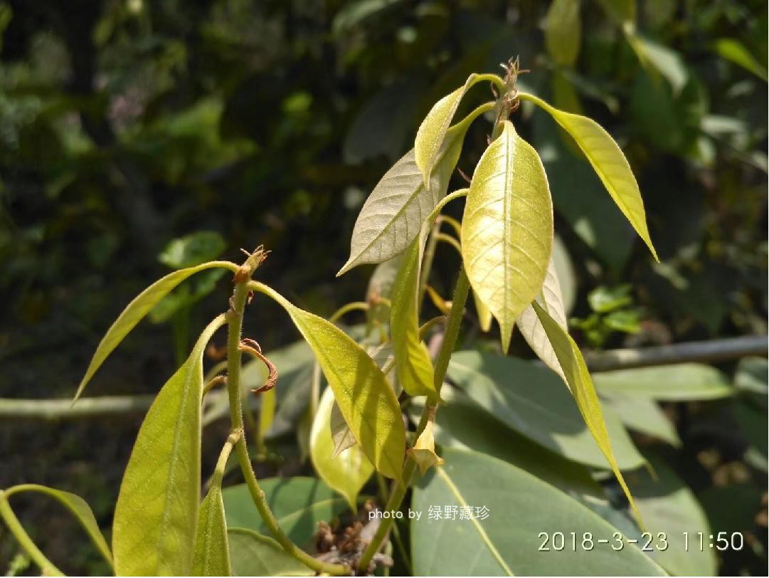 17年清明新茶雪峰甜茶野生多穗石柯胜青钱柳石茶石崖包邮糖友适用